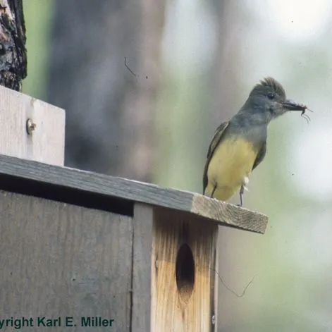 thumbnail for publication: Farmers' Opinions about Bird Conservation and Pest Management on Organic and Conventional North Florida Farms